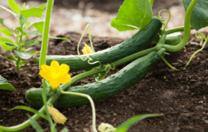 Spiritual Meaning Of Smelling Cucumbers? [God's]